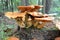 A type of Larch Bolete Fungi