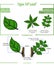 Type of leaf and comparison structure