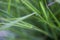 A type of long coarse grass near the paddy field Malaysia