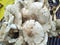 Type of mashroom use for  nutritious, deliciousfood