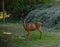 A  type of Mule Deer. The Columbian Black Tailed Deer grazing in Northern California