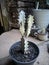 This type of ornamental plant cactus varigata