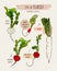 Type of radish, hand draw sketch vector