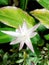 a type of star calathea plant that thrives in tropical weather, a star-shaped flower with a slightly blue dian
