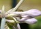 A type of Sweat Bee, Lasioglossum imitatum, pauses on the bloom of a Hosta plant