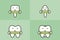 Type of tooth  incisor, canine, premolar, molar