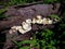 Type Of White Fungus Grow On Cut Wood After Rain In The Rainy Season In The Agricultural Area