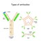 Types of Antibodies