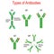 Types of Antibodies. immunoglobulin structure