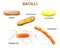 Types of bacteria. bacilli