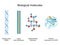 Types of biological molecule: Carbohydrates, Lipids, Nucleic acids and Proteins