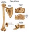 Types of bones