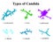 Types of Candida. Anatomical structure of candida. illustration on isolated background