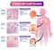 Types of cartilage vector illustration. Labeled educational tissue scheme.