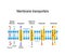 Types of a channel in the cell membrane