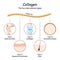 Types of Collagen fibers