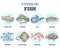 Types of fish as underwater wildlife species variety collection outline set
