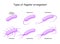 Types of flagellar arrangement. bacteria