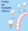 Types of Human Teeth, Human bone anatomy, Realistic vector