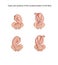 types of insertion of the fetal head in obstetrics