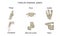 Types of joints synovial, vector illustration