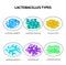 Types of lactobacilli. Lactobacillus. Good intestinal microflora. Infographics. set. Vector illustration on isolated