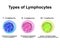 Types of lymphocytes. T lymphocytes, B lymphocytes, NK lymphocytes structure. The function of lymphocytes. Immunity