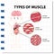 Types of muscle cell diagram