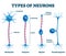 Types of neurons vector illustration. Labeled nerve parts comparison scheme