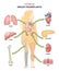 Types of organ transplants and inner body parts replacement outline diagram