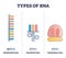 Types of RNA polymeric molecule comparison, illustrated outline diagram