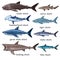 Types of sharks. Big set of hand drawn illustrations in retro engraving style. Great white shark, tiger shark, hammerhead shark