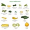 Types of summer squash. Cartoon style.