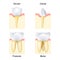 Types of Teeth: from Canine and Incisor to Molar and Premolar