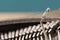 Typewriter Typebars A 06