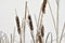 Typha