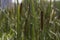 Typha anginatifolia perennial water and marsh herbaceous plant species of the genus Rogoz