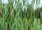 Typha anginatifolia perennial water and marsh herbaceous plant species of the genus Rogoz