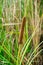 Typha angustifolia