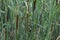 Typha angustifolia, also known as lesser bulrush, narrowleaf cattail or lesser reedmace