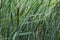 Typha angustifolia, also known as lesser bulrush, narrowleaf cattail or lesser reedmace