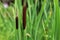 Typha angustifolia. Close up of  cattail, water plant.