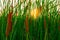 Typha angustifolia field. Green grass and brown flowers. Cattails and sun light in the evening. Plant`s leaves are flat