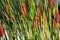 Typha angustifolia growing in the pond