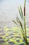 Typha angustifolia in the water in a lake with a boat in the background