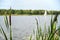 Typha angustifolia in the water in a lake with a boat in the background