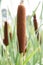 Typha bulrush or cattail spikes