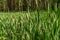 Typha, Bulrush or Reedmace