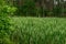 Typha, Bulrush or Reedmace