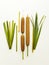 Typha bulrush on white